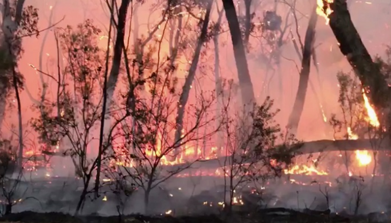 حريق ضخم يلتهم الغابات شمال سيدني