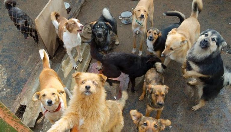 400 يورو لمن يتبنى كلب ضال في إقليم أومبريا الإيطالي