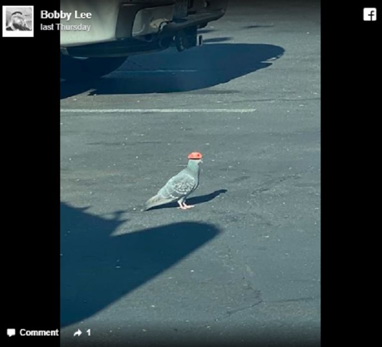 حمامة تعتمر قبعة