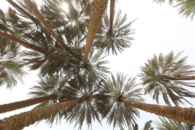 اليونسكو تدرج 