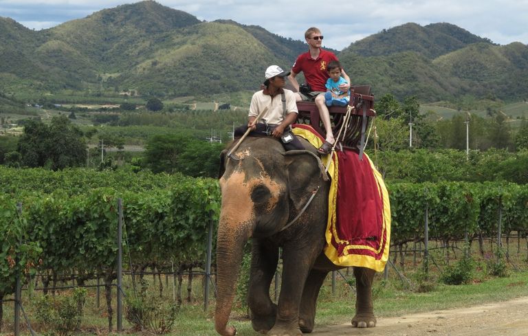 سائحة تلتقط صورة مع فيل