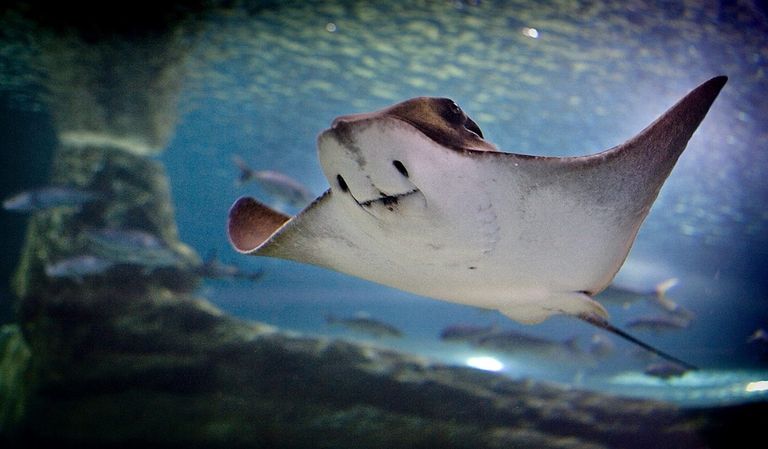 سائحة تلتقط صورة مع فيل