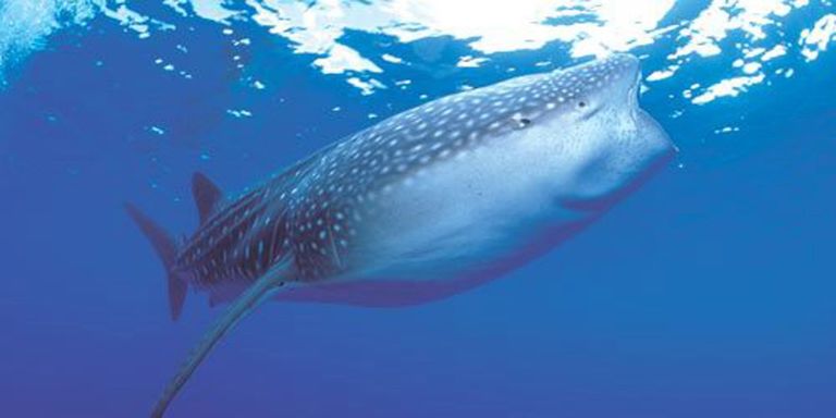 سائحة تلتقط صورة مع فيل