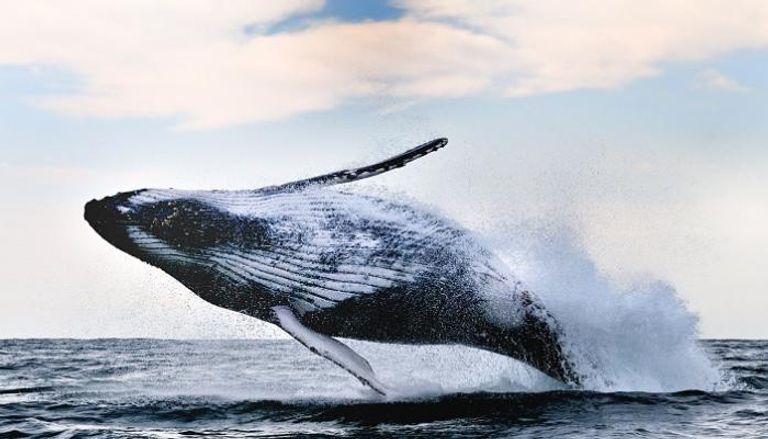 كندا تمنع الاقتراب على مسافة أقل من 100 متر عن الحيتان - أرشيفية