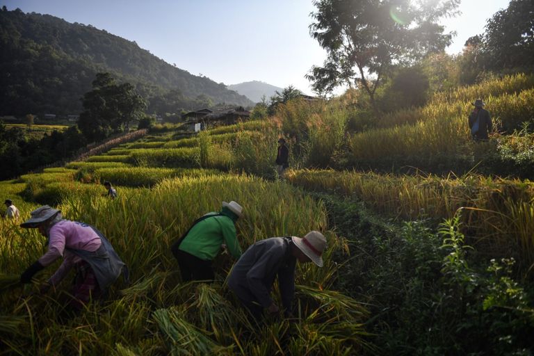 شخص يزرع الأرز في تايلاند