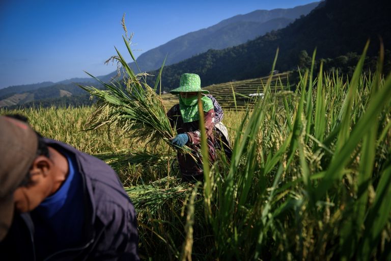 شخص يزرع الأرز في تايلاند
