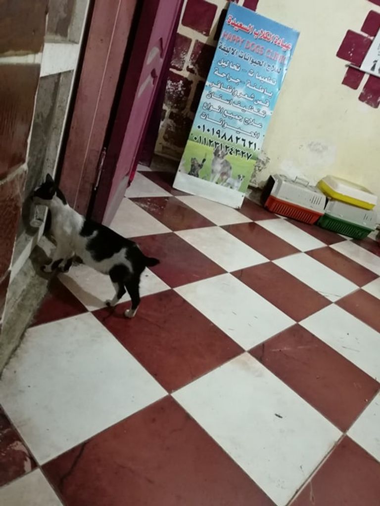 البيطرية المصرية سمر عبدالرحمن