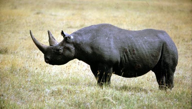 ناميبيا تملك ثلث ما تبقى من وحيد القرن الأسود في العالم