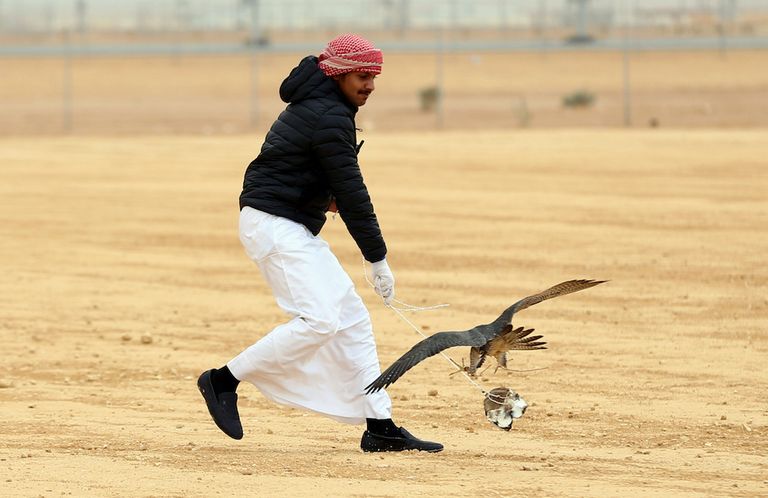 مهرجان الملك عبدالعزيز للصقور.. الأكبر من نوعه على مستوى العالم