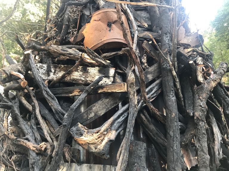 الفنان جيمس ديف أمام الشجرة