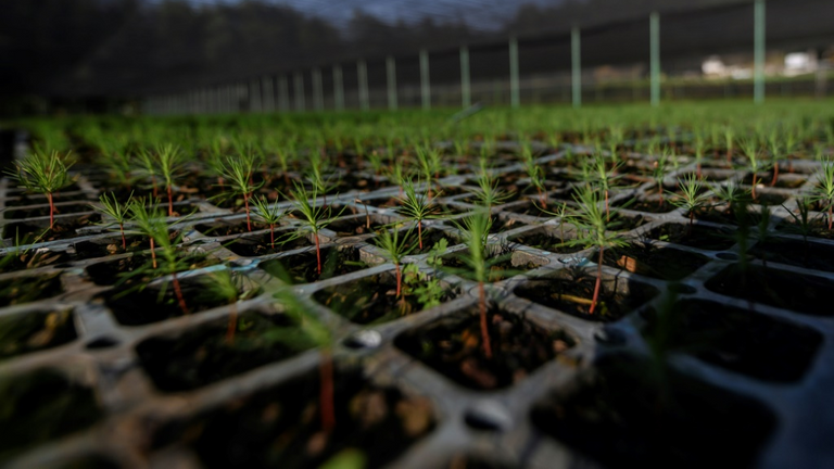 السكان الأصليون يعيدون الحياة لغابات "تشيران" المكسيكية