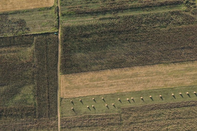 السكان الأصليون يعيدون الحياة لغابات "تشيران" المكسيكية