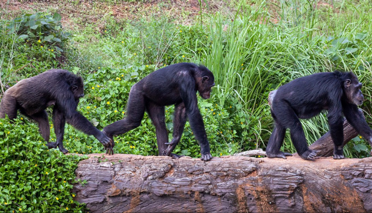 قردة الشمبانزي تتفاعل مع الضوضاء بالحركة