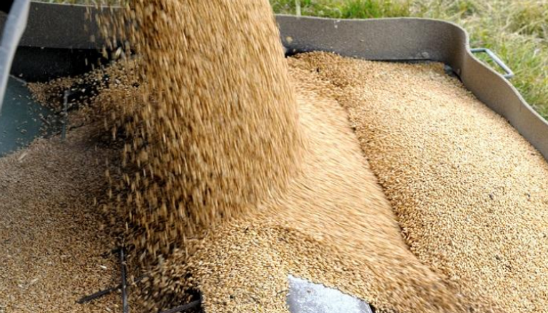 "العشبة السوداء" تهدد محصول بريطانيا من القمح