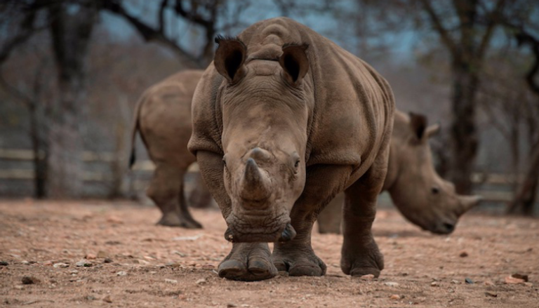 وحيد قرن في محمية بليمبوبو جنوب أفريقيا