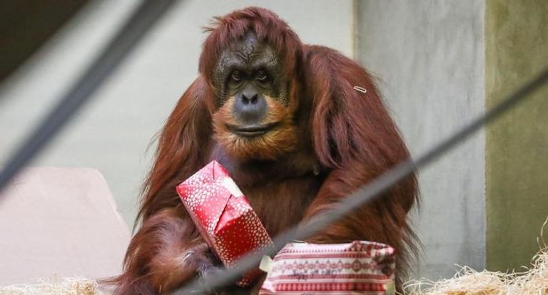 القردة تبادلت فتح العبوات للحصول على الهدايا