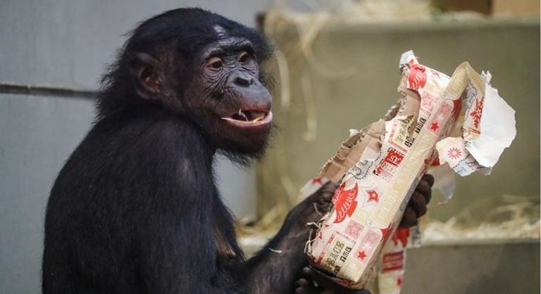 القردة تبادلت فتح العبوات للحصول على الهدايا