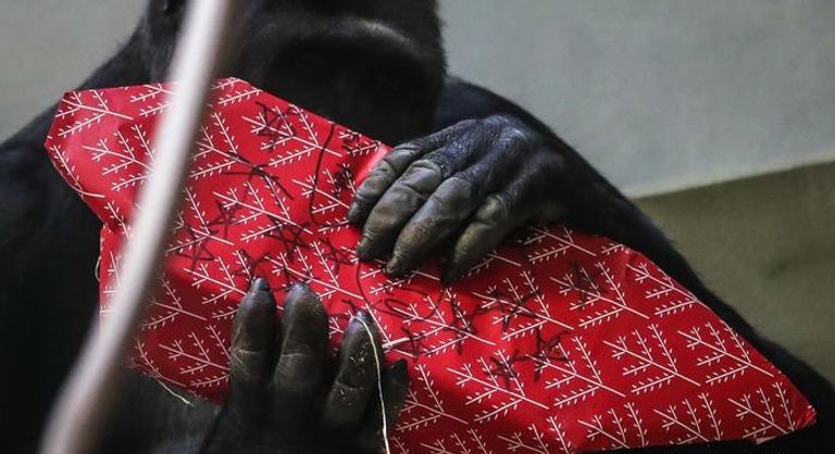 القردة تبادلت فتح العبوات للحصول على الهدايا