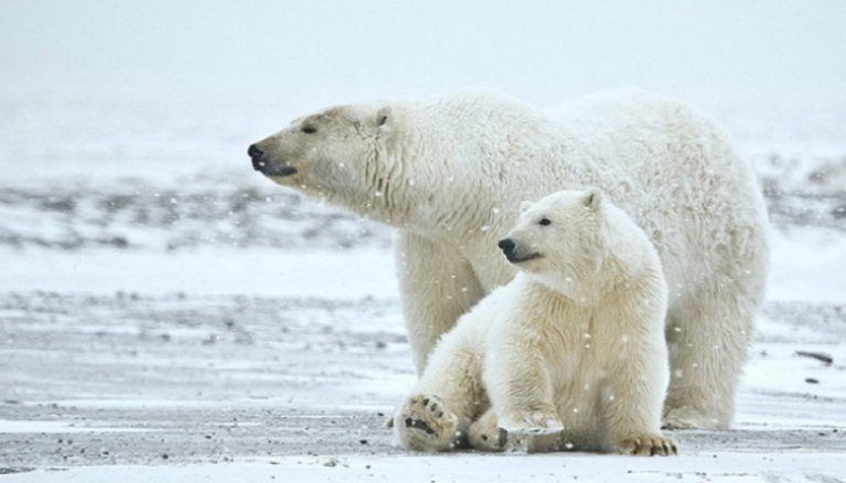 تحذيرات من انقراض الدببة القطبية بحلول 2050