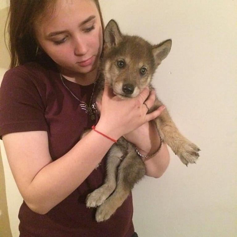 "إيفان" وصديقه الذئب "سيريي"