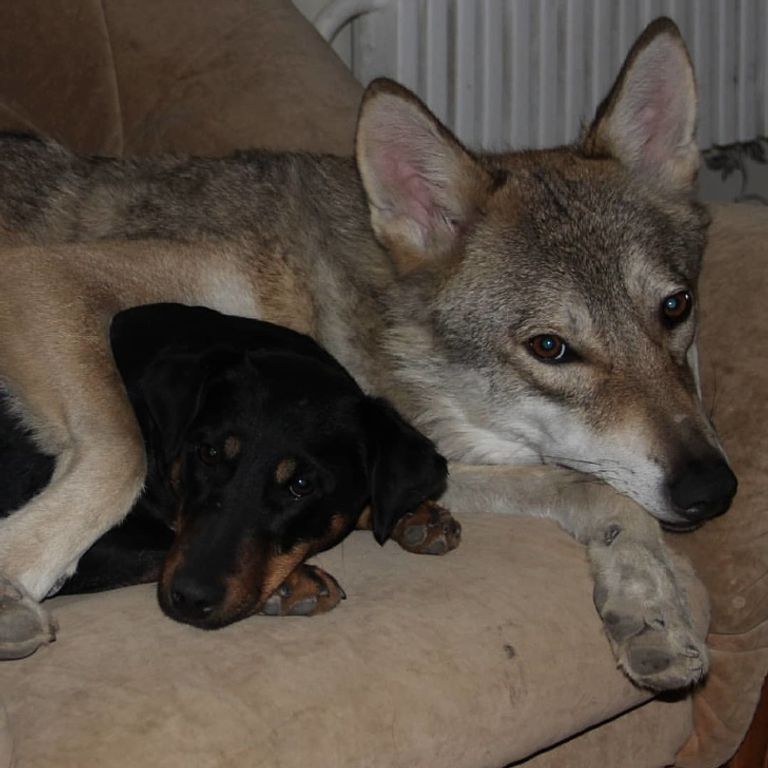 "إيفان" وصديقه الذئب "سيريي"