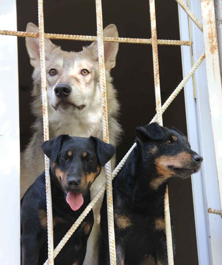 "إيفان" وصديقه الذئب "سيريي"