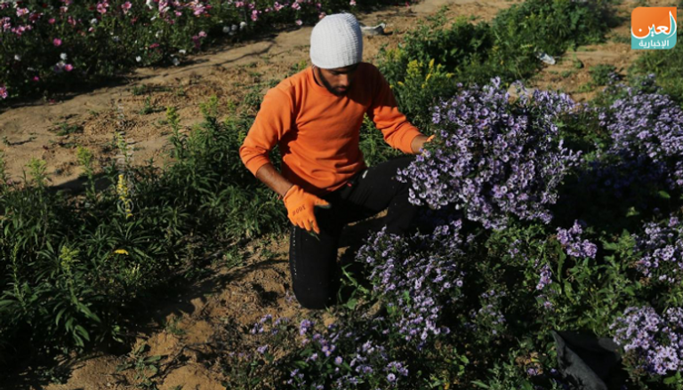 تصدير الزهور متوقف كليا في غزة منذ 5 سنوات