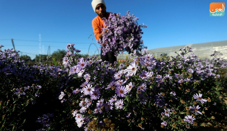 تصدير الزهور متوقف كليا في غزة منذ 5 سنوات
