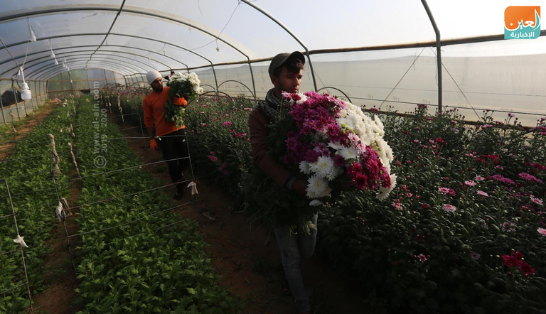تصدير الزهور متوقف كليا في غزة منذ 5 سنوات