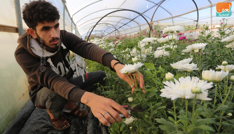 تصدير الزهور متوقف كليا في غزة منذ 5 سنوات