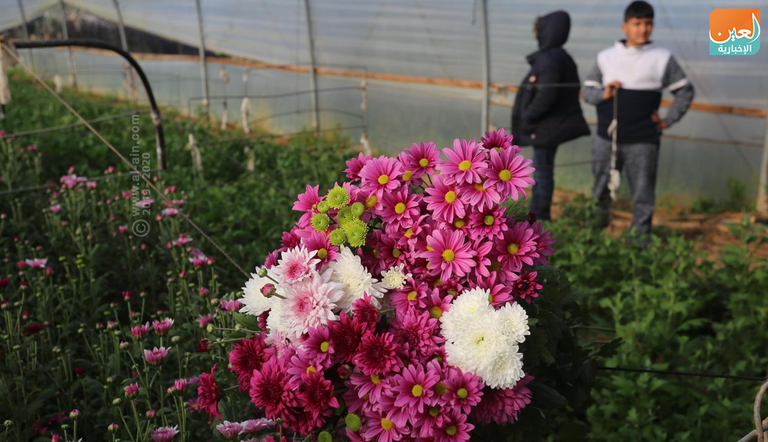 تصدير الزهور متوقف كليا في غزة منذ 5 سنوات