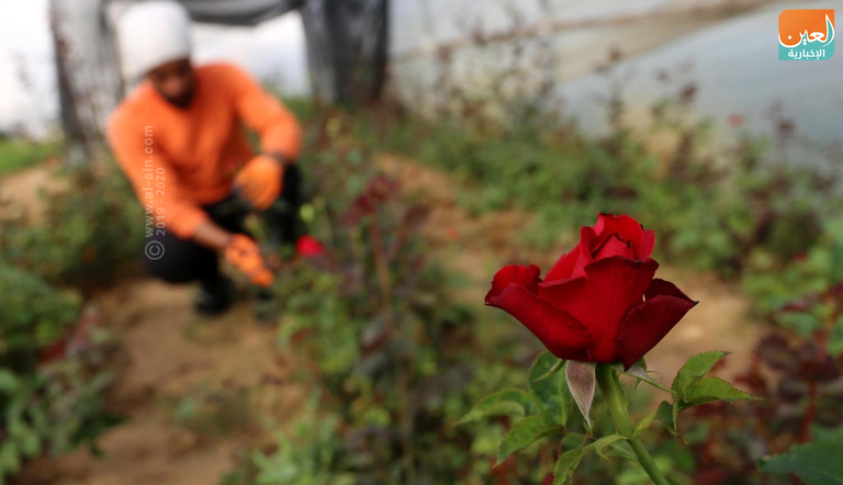 تصدير الزهور متوقف كليا في غزة منذ 5 سنوات