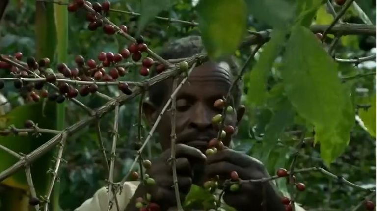 إحدى مراحل صناعة البن