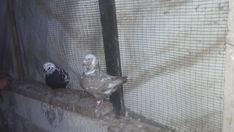 تربية الحمام في غزة