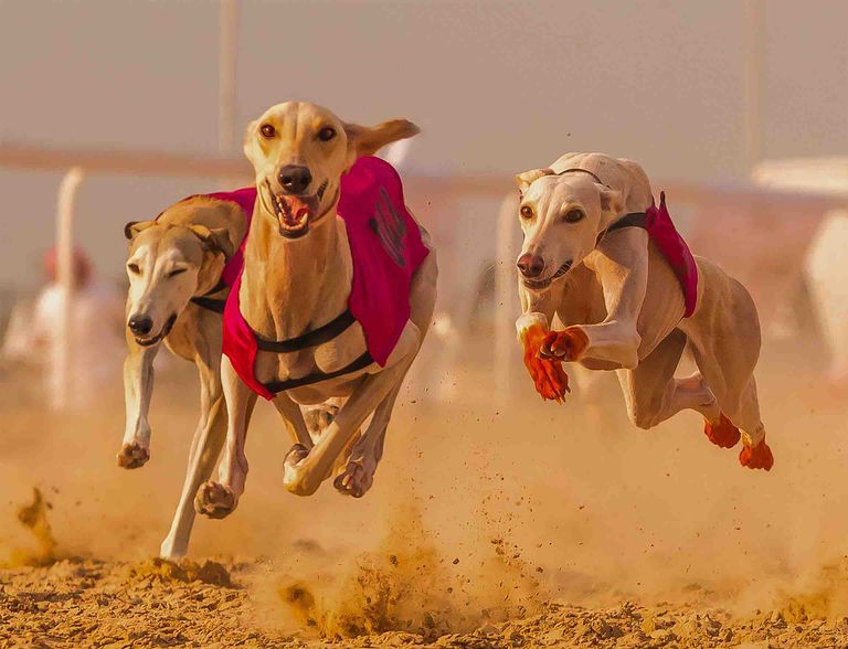 سلطان بن زايد يتابع سباق الإبل