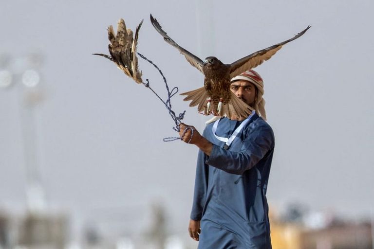 صقارو الإمارات يواصلون تألقهم في مهرجان الملك عبدالعزيز للصقور