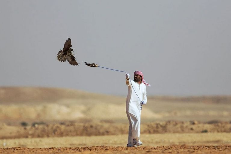 صقارو الإمارات يواصلون تألقهم في مهرجان الملك عبدالعزيز للصقور