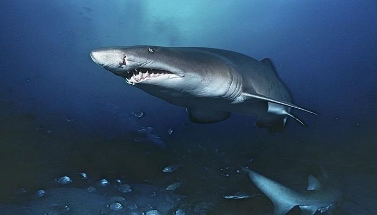 "البيئة الإماراتية" تصدر قرارا بشأن تنظيم صيد وتجارة أسماك القرش
