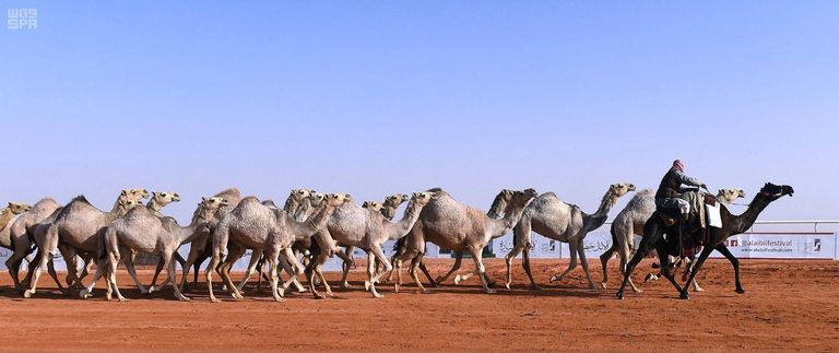 مهرجان الملك عبدالعزيز للإبل
