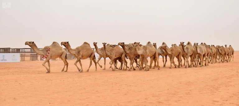 مهرجان الملك عبدالعزيز للإبل