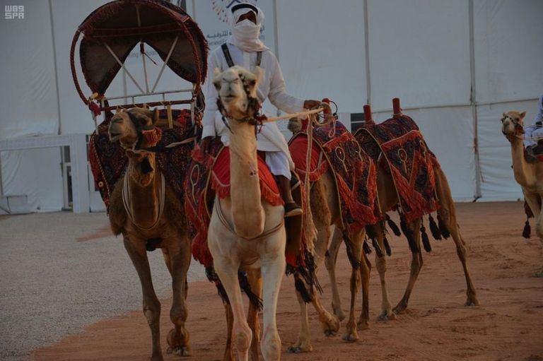 مهرجان الملك عبدالعزيز للإبل