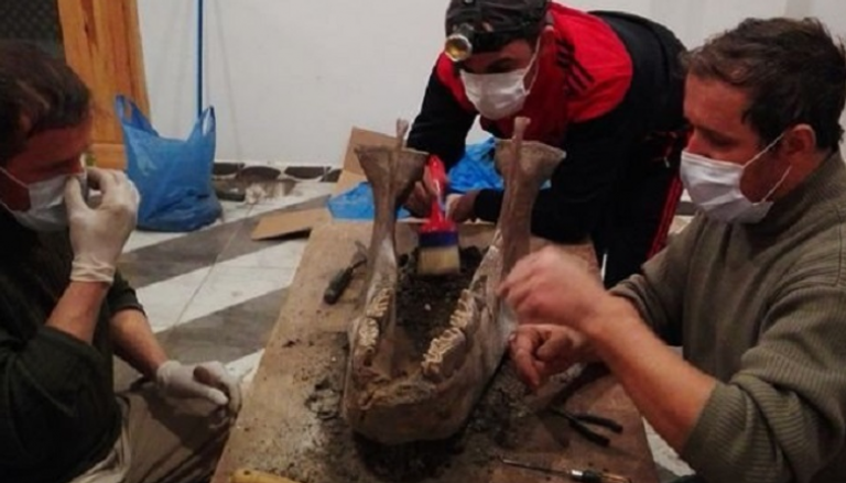 العثور على عظام متحجرة لحيوانات جنوب الجزائر