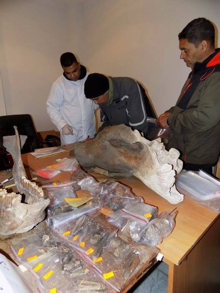 العثور على عظام متحجرة لحيوانات جنوب الجزائر العثور على عظام متحجرة لحيوانات جنوب الجزائر