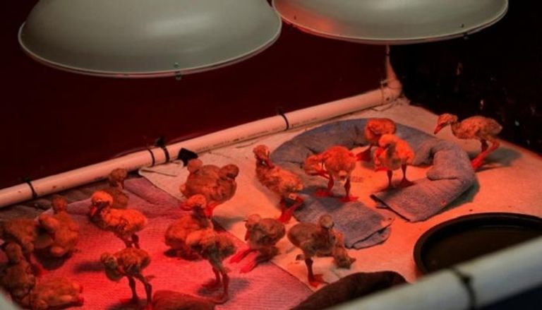 إنقاذ مئات طيور النحام الصغيرة ضحايا الجفاف بجنوب أفريقيا