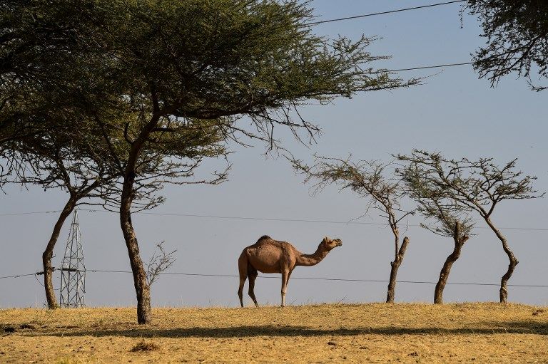 ازدياد الطلب على حليب الإبل يحوّل حياة سكان في الأرياف الهندية