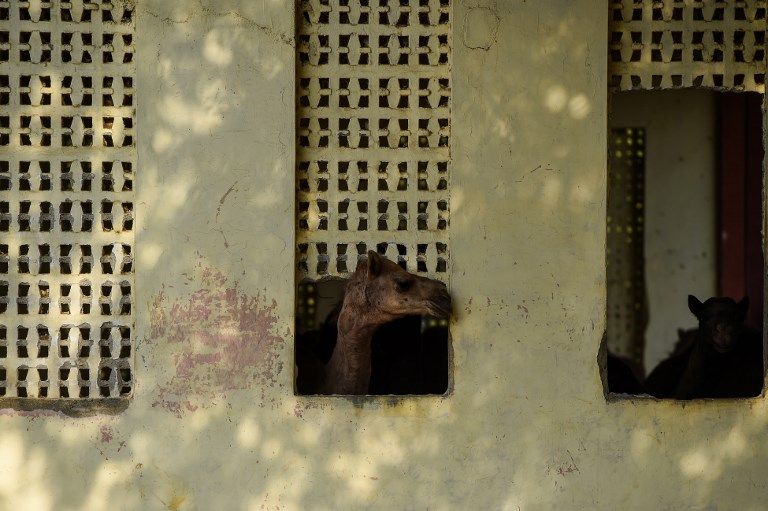 ازدياد الطلب على حليب الإبل يحوّل حياة سكان في الأرياف الهندية