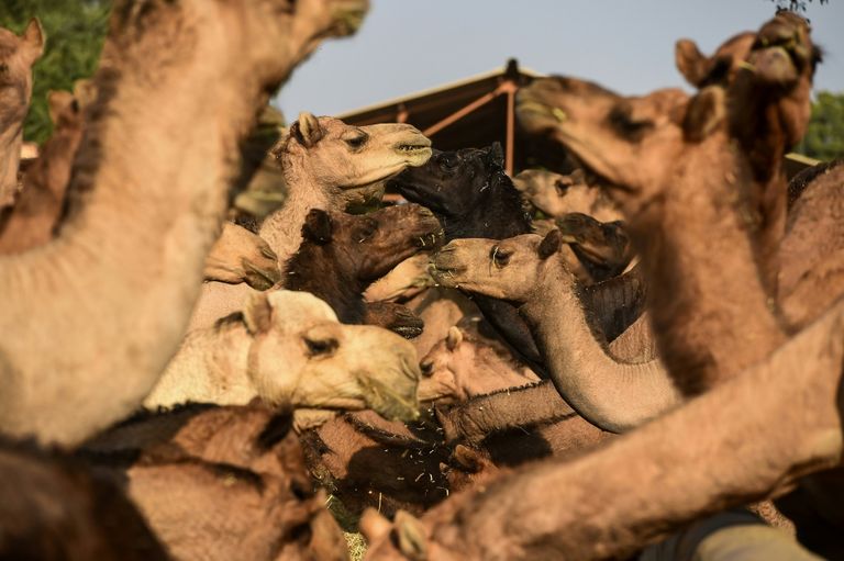 ازدياد الطلب على حليب الإبل يحوّل حياة سكان في الأرياف الهندية