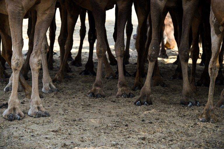 ازدياد الطلب على حليب الإبل يحوّل حياة سكان في الأرياف الهندية