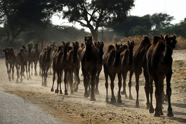 ازدياد الطلب على حليب الإبل يحوّل حياة سكان في الأرياف الهندية