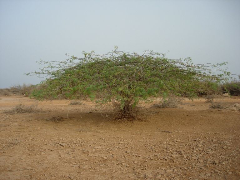 شجرة الغاف شعار عام التسامح في الإمارات - أرشيفية